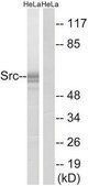 Anti-SRC, antibody produced in rabbit affinity isolated antibody
