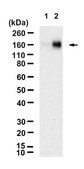 Anti-p-VEGFR2 (Tyr1059) Antibody, clone 4C22-H1 ZooMAb® Rabbit Monoclonal recombinant, expressed in HEK 293 cells
