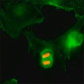 Anti-Phospho-Histone H3 (Thr3) antibody, Rabbit monoclonal recombinant, expressed in HEK 293 cells, clone RM159, purified immunoglobulin