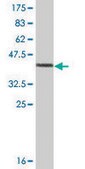 Monoclonal Anti-PPP1R1C antibody produced in mouse clone 2G7, ascites fluid