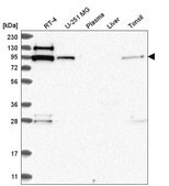 Anti-EXOC6B antibody produced in rabbit Prestige Antibodies&#174; Powered by Atlas Antibodies, affinity isolated antibody