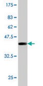 Monoclonal Anti-PIP5K3 antibody produced in mouse clone 6C7, purified immunoglobulin, buffered aqueous solution