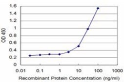 ANTI-SYN1 antibody produced in mouse clone 1D10, purified immunoglobulin, buffered aqueous solution