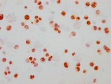 Anti-phospho-MAPK8/MAPK9/MAPK10 (T183/T183/T221) antibody, clone 1A9, Rabbit Monoclonal recombinant, expressed in HEK293F cells