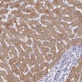 Anti-CDO1 antibody produced in rabbit Prestige Antibodies® Powered by Atlas Antibodies, affinity isolated antibody, buffered aqueous glycerol solution