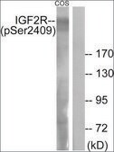 Anti-phospho-IGF2R (pSer2409) antibody produced in rabbit affinity isolated antibody