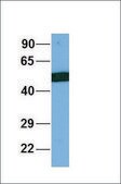 Anti-SLC39A6 antibody produced in rabbit IgG fraction of antiserum
