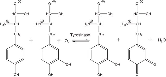 Tyrosinase from mushroom lyophilized powder, &#8805;1000&#160;unit/mg solid