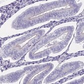 Anti-ECE2 antibody produced in rabbit Prestige Antibodies&#174; Powered by Atlas Antibodies, affinity isolated antibody, buffered aqueous glycerol solution