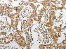 抗-SPAG4 affinity isolated antibody