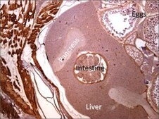 Anti-actc1a antibody produced in rabbit affinity isolated antibody, buffered aqueous solution