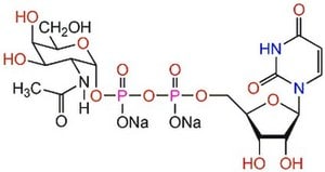 UDP-α-D-N-Acetylgalactosamine, Disodium Salt Useful in synthesis of aryl azide derivatives that can be used in affinity labeling of glycosyltransferases and UDP-HexNAc pyrophosphorylase.