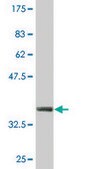Monoclonal Anti-ZNF435 antibody produced in mouse clone 4A9, purified immunoglobulin, buffered aqueous solution