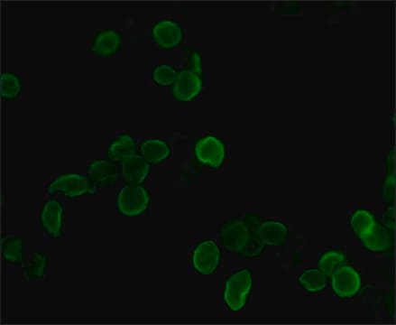Anti-HA&#8722;FITC antibody, Mouse monoclonal clone HA-7, purified from hybridoma cell culture