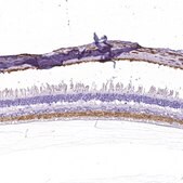 Anti-SLC32A1 antibody produced in rabbit Prestige Antibodies&#174; Powered by Atlas Antibodies, affinity isolated antibody, buffered aqueous glycerol solution