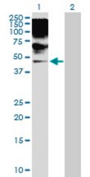 Anti-RRAGB antibody produced in rabbit purified immunoglobulin, buffered aqueous solution