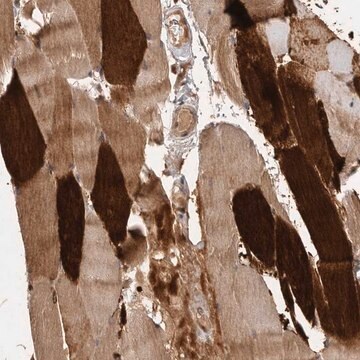 Anti-VN1R4 antibody produced in rabbit Prestige Antibodies&#174; Powered by Atlas Antibodies, affinity isolated antibody, buffered aqueous glycerol solution