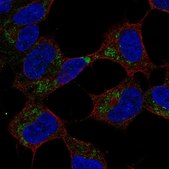 Anti-GVQW1 antibody produced in rabbit Prestige Antibodies® Powered by Atlas Antibodies, affinity isolated antibody
