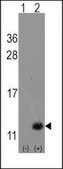 Anti-GCAP3 (C-term) antibody produced in rabbit IgG fraction of antiserum, buffered aqueous solution