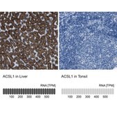 Anti-ACSL1 antibody produced in rabbit Prestige Antibodies® Powered by Atlas Antibodies, affinity isolated antibody, buffered aqueous glycerol solution
