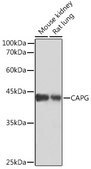 Anti-CAPG Antibody, clone 5V9G1, Rabbit Monoclonal