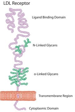 低密度脂蛋白 来源于人类血浆 lyophilized powder