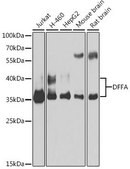Anti-DFFA antibody produced in rabbit