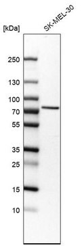 Anti-SLC23A2 antibody produced in rabbit affinity isolated antibody, buffered aqueous glycerol solution