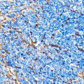 Anti-CD31 antibody produced in rabbit