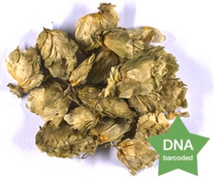 Humulus lupulus Female inflorescence Botanical reference material