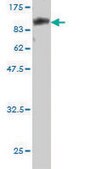 Monoclonal Anti-CAMKK1 antibody produced in mouse clone 1F6, purified immunoglobulin, buffered aqueous solution