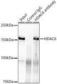 Anti-HDAC6 Antibody, clone 9V1W2, Rabbit Monoclonal