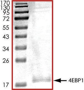 4EBP1，His 标记 人 recombinant, expressed in baculovirus infected Sf9 cells, &#8805;70% (SDS-PAGE), buffered aqueous glycerol solution