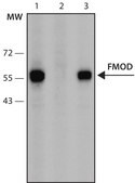Anti-FMOD (36-50) antibody produced in rabbit IgG fraction of antiserum, buffered aqueous solution