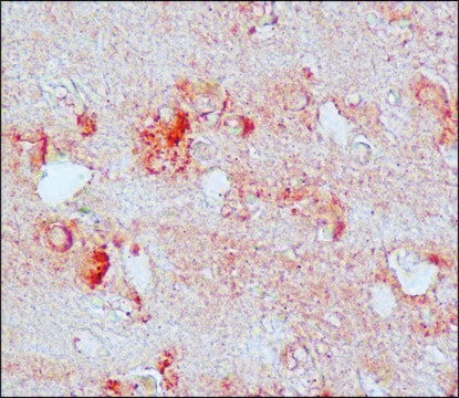 抗硝基酪氨酸 兔抗 affinity isolated antibody, buffered aqueous solution