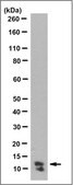 Anti-S100A4 Antibody, clone 9D5.1 clone 9D5.1, from mouse