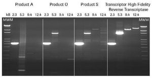 Transcriptor高保真cDNA合成试剂盒 sufficient for 50&#160;reactions, sufficient for 100&#160;reactions, sufficient for 200&#160;reactions, suitable for RT-PCR, suitable for RT-qPCR