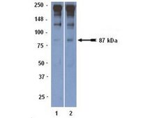 Anti-ADAMTS-1 Antibody, clone 5D4E11B6 serum, clone 5D4E11B6, Chemicon&#174;