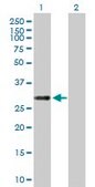 Anti-C12orf46 antibody produced in mouse IgG fraction of antiserum, buffered aqueous solution