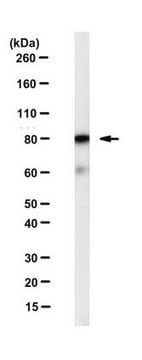 Anti-XRCC5 (Ku86) Antibody, clone N9C1 clone N9C1, from mouse