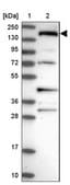 Anti-SH3TC1 antibody produced in rabbit Prestige Antibodies&#174; Powered by Atlas Antibodies, affinity isolated antibody, buffered aqueous glycerol solution