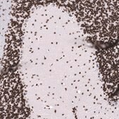 Monoclonal Anti-LHX9 antibody produced in mouse Prestige Antibodies® Powered by Atlas Antibodies, clone CL15043, purified antibody (Protein A)