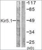 Anti-Kir5.1 (Ab-416) antibody produced in rabbit affinity isolated antibody