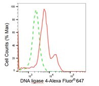 KD-Validated Anti DNA ligase 4 Antibody, clone 23GB2515, Rabbit Monoclonal clone 23GB2515, recombinant rabbit monoclonal, expressed in HEK293 cells