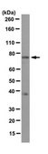 Anti-Protein Spindly Antibody, clone 9D10.2 clone 9D10.2, from mouse