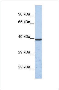 Anti-KCNK1 antibody produced in rabbit affinity isolated antibody
