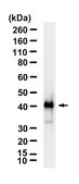 Anti-BNIP3 Antibody, clone 1G21 ZooMAb® Rabbit Monoclonal recombinant, expressed in HEK 293 cells