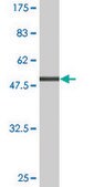 Monoclonal Anti-GAP43 antibody produced in mouse clone 3C11, purified immunoglobulin, buffered aqueous solution