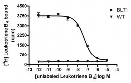 ChemiScreen BLT1 Membrane Preparation Human BLT1 GPCR membrane preparation for Radioligand binding Assays &amp; GTPgammaS binding.