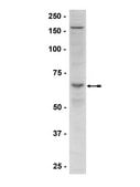 Anti-phospho-AMPKα (Thr172) Antibody Upstate®, from rabbit